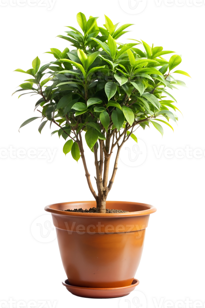 Plant isolated on a transparent background png