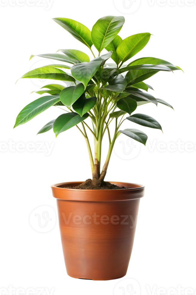 Plant isolated on a transparent background png