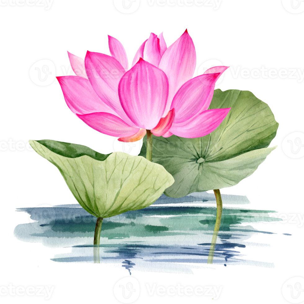 watercolor pink lotus flower and leaves, hand drawn illustration of spa and yoga theme, sketch of purple and magenta water lily with buds in water, Asian tropical flower png