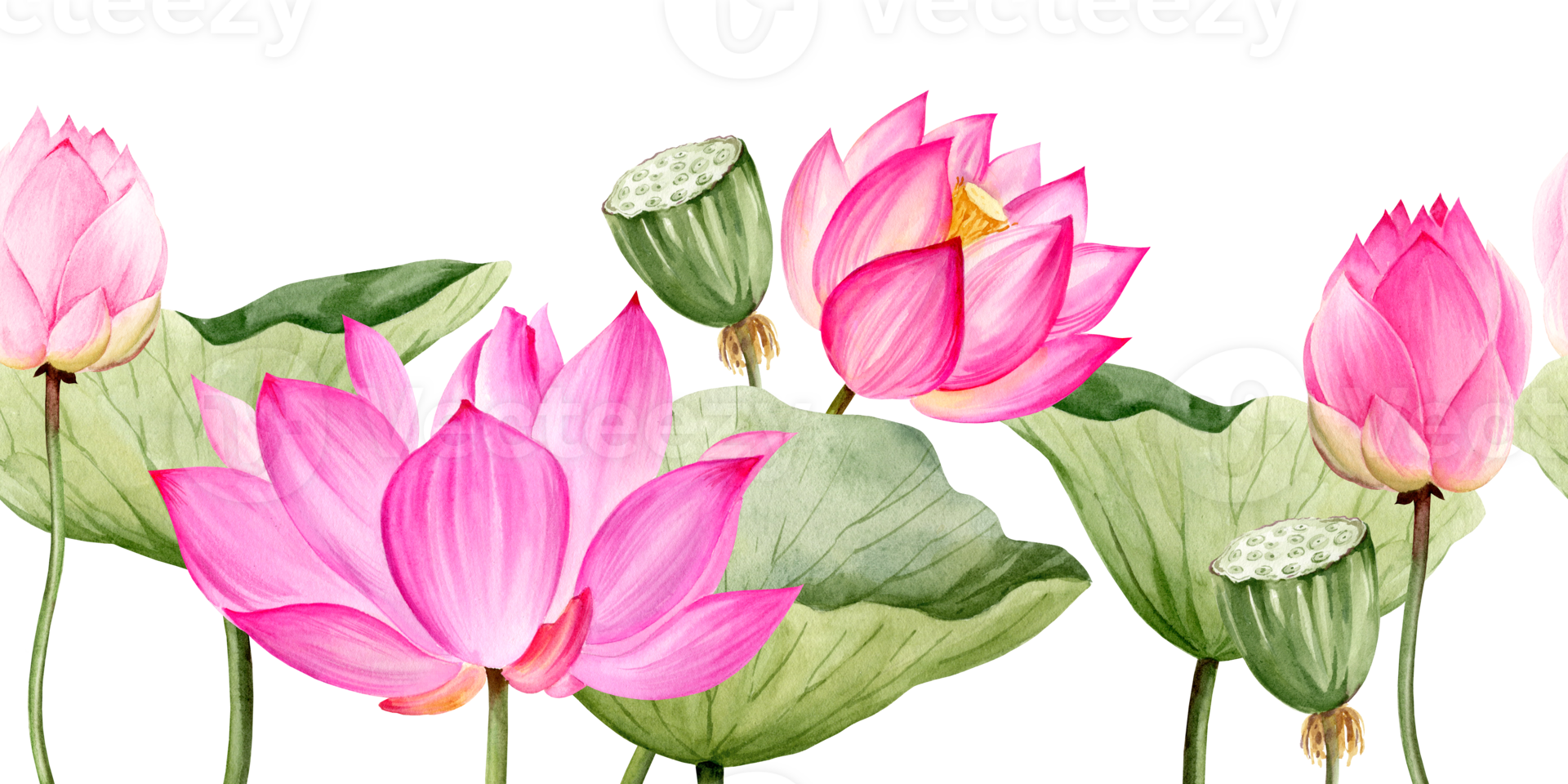 watercolor seamless border with pink lotus flower and leaves, hand drawn illustration of spa and yoga theme, sketch of purple water lily with buds in water, Asian tropical flower png