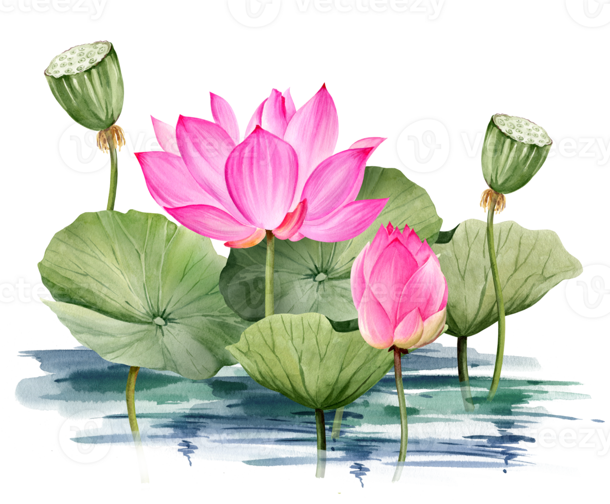 Neon pink lotus flower and leaves growing in water, watercolor illustration. Bright Asian tropical water lily plant with bud for spa and yoga salon, blogs and floral botanical cards png