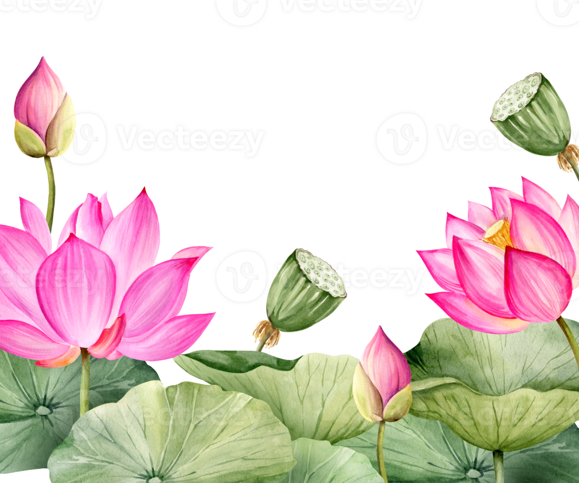watercolor background with pink lotus flower, buds and leaves, hand drawn illustration of spa and yoga theme, sketch of purple water lily, Asian tropical flower png