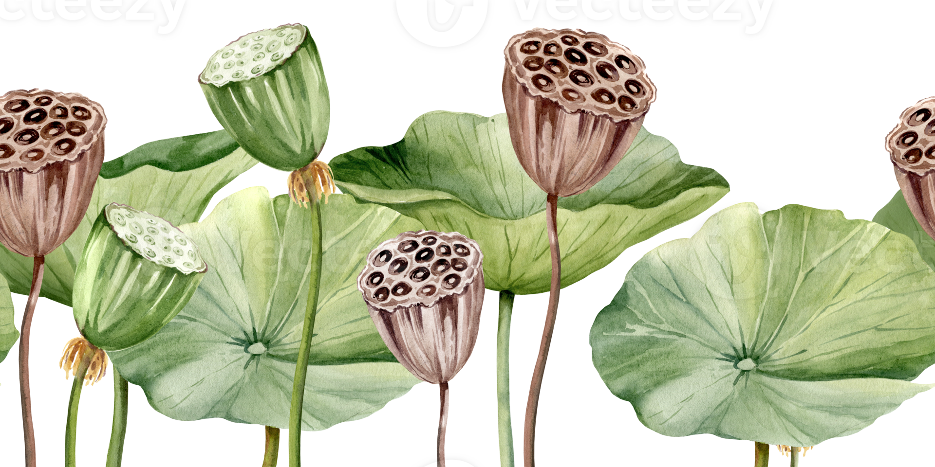 Green lotus leaves and lotus seed head, seamless border with watercolor illustration. Asian tropical water lily plant with green and brown seed capsule, for spa and yoga salon, blogs png