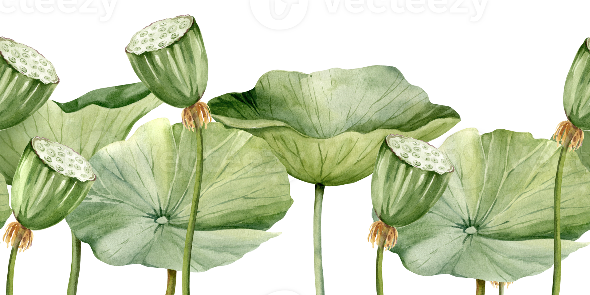 Green lotus leaves and lotus seed head, seamless border with watercolor illustration. Asian tropical water lily plant with green and brown seed capsule, for spa and yoga salon, blogs png