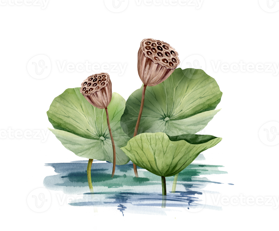 Green lotus leaves and lotus seed head growing in water, watercolor illustration. Asian tropical water lily plant with brown seed capsule, for spa and yoga salon, blogs png