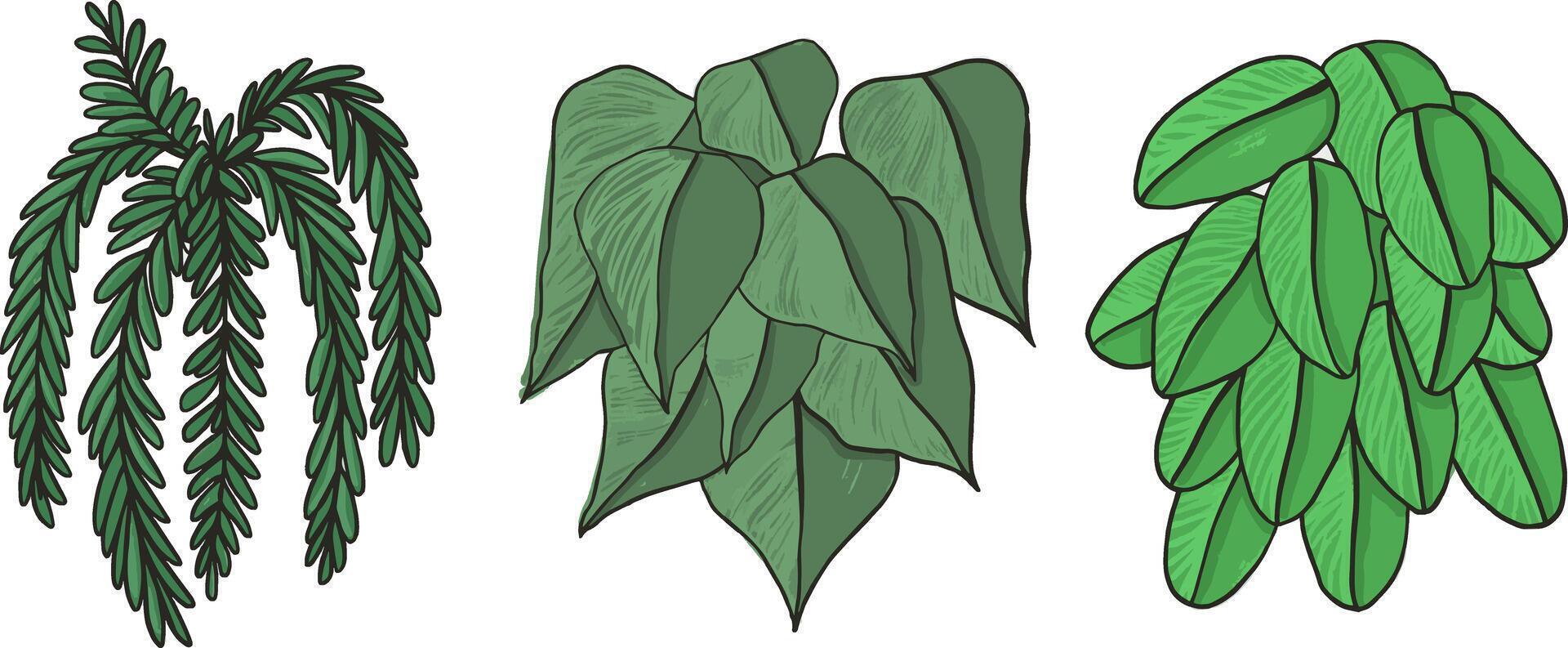 Tropical foliage plant bush Monstera palm leaves. illustration on white vector