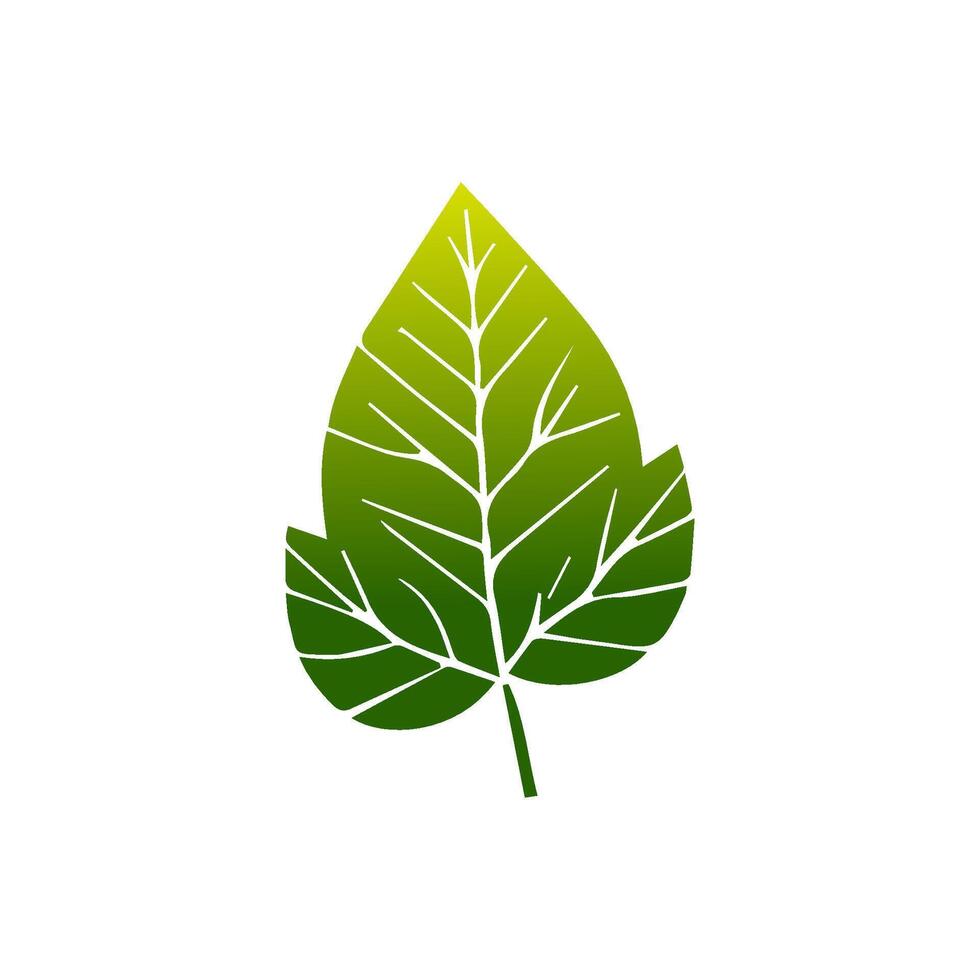 Green leaf icon. Leaves icon on isolated background. Collection green leaf. Elements design for natural, eco, vegan, bio labels vector