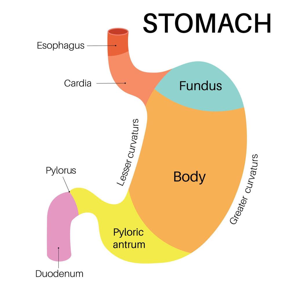 section of the stomach. vector