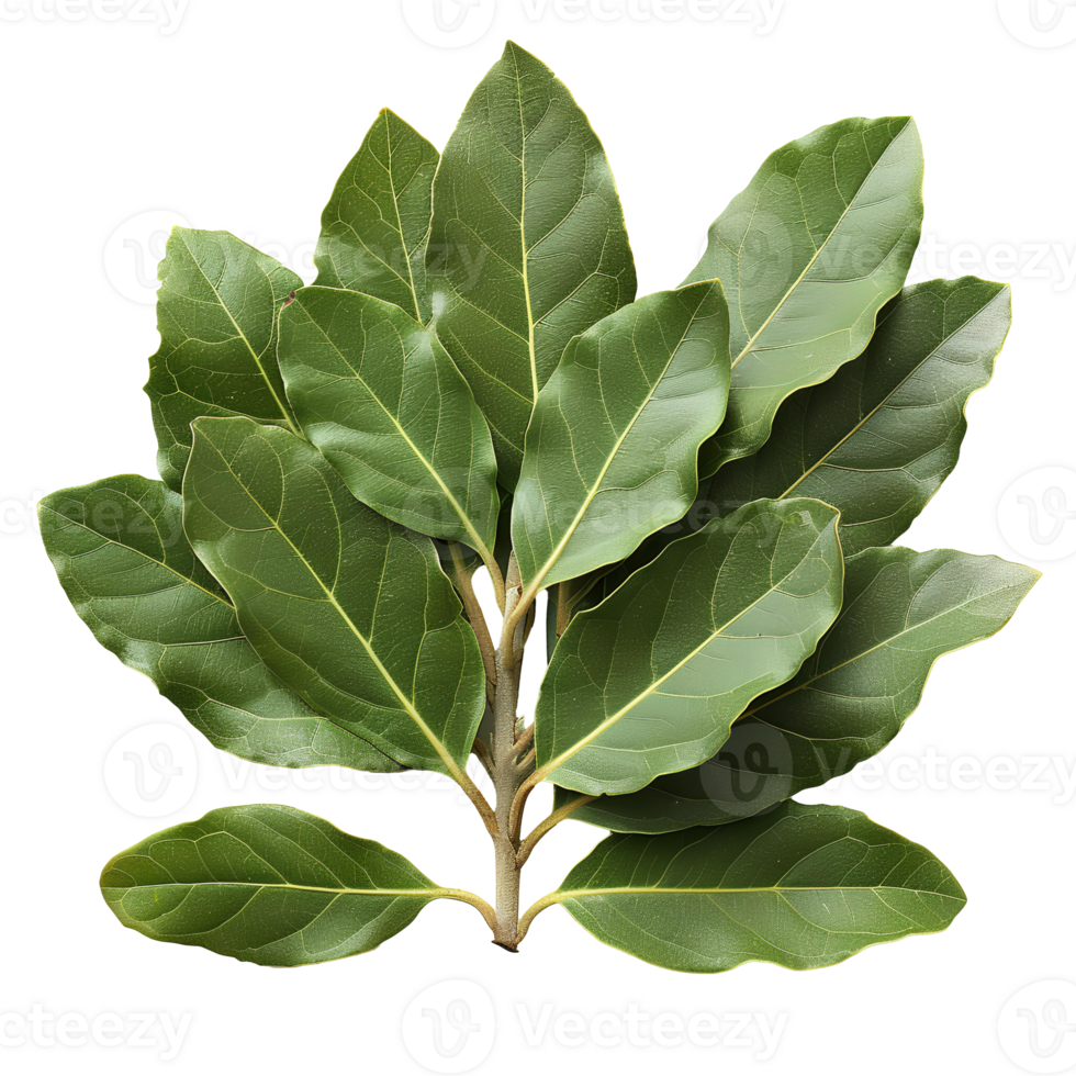 Bay leaf . Bay herb top view isolated. Aromatic herb of bay leaf used for cooking and flavouring . Bay leaf herb . Mediterranean cuisine png