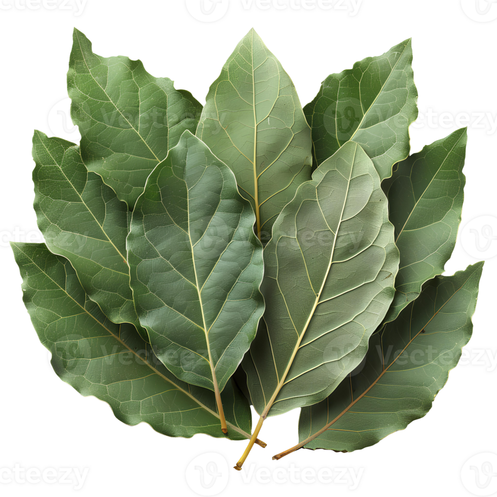 Bay leaf . Bay herb top view isolated. Aromatic herb of bay leaf used for cooking and flavouring . Bay leaf herb . Mediterranean cuisine png
