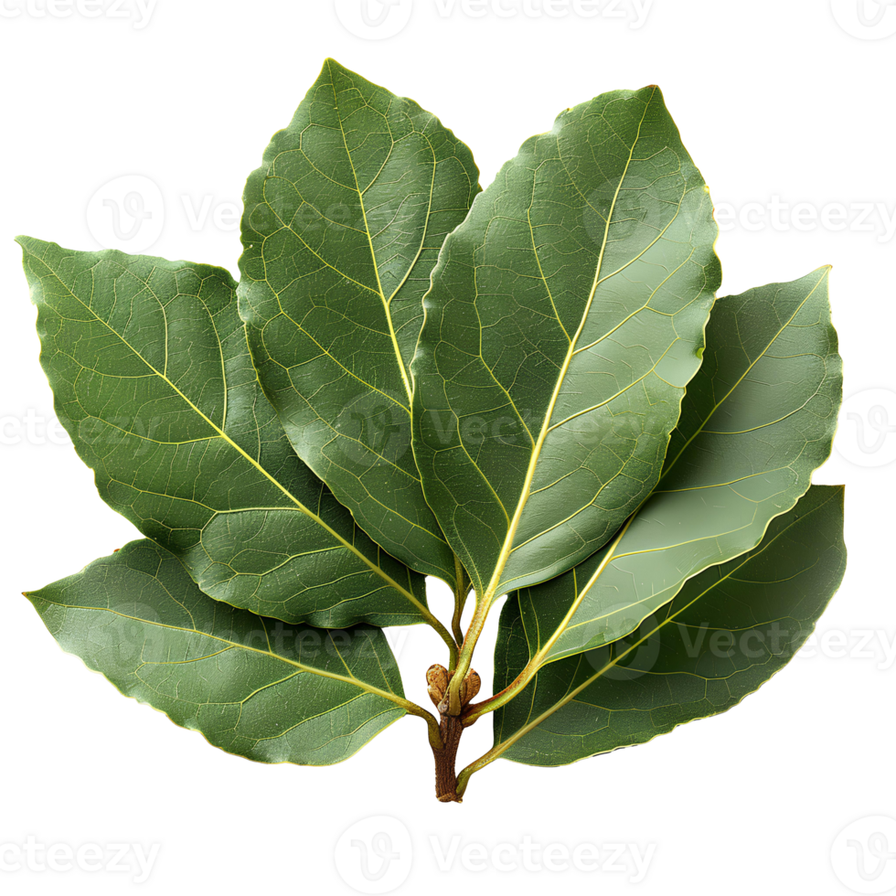 Bay leaf . Bay herb top view isolated. Aromatic herb of bay leaf used for cooking and flavouring . Bay leaf herb . Mediterranean cuisine png