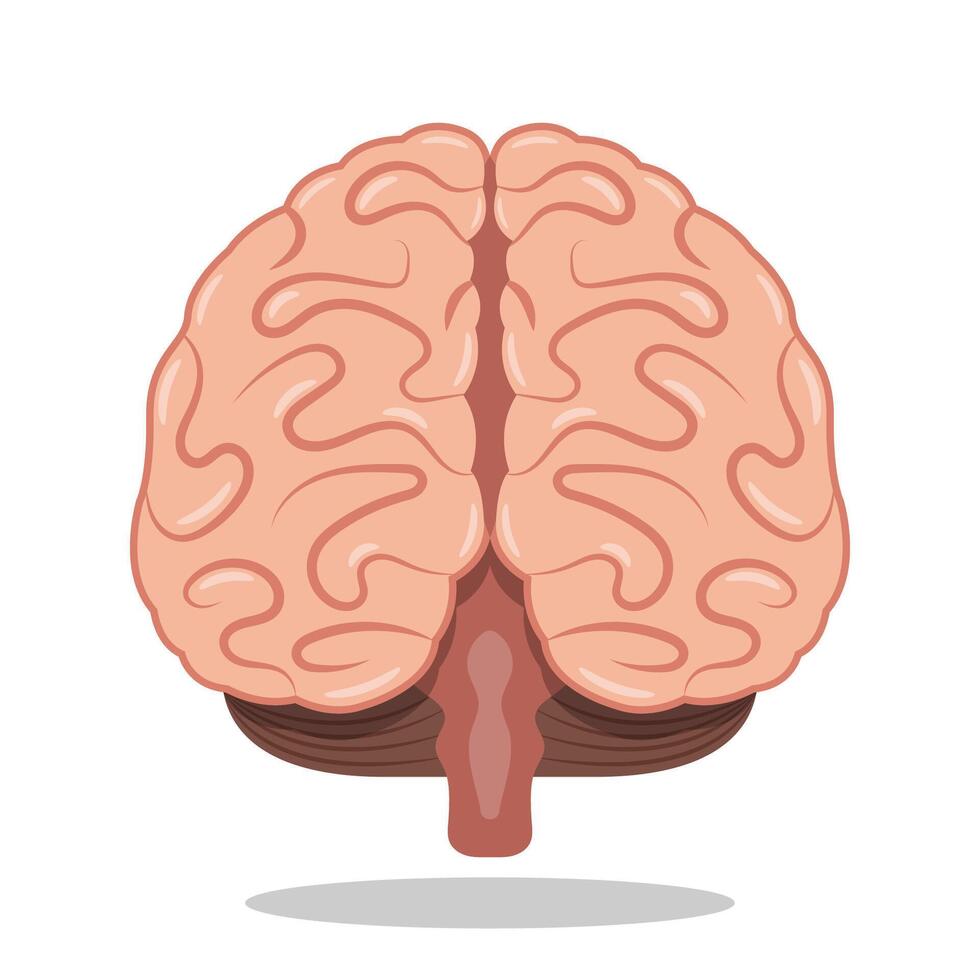 Human brain medical front view icon illustration vector