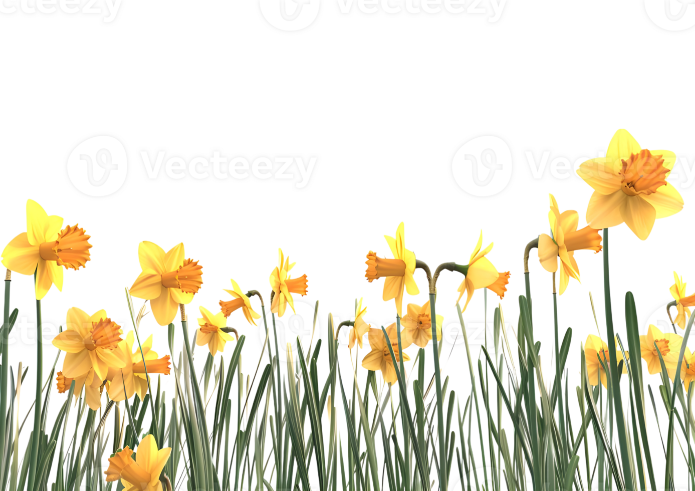 Yellow flowers in full bloom, creating a bright and cheerful floral display. Isolated on a transparent background png