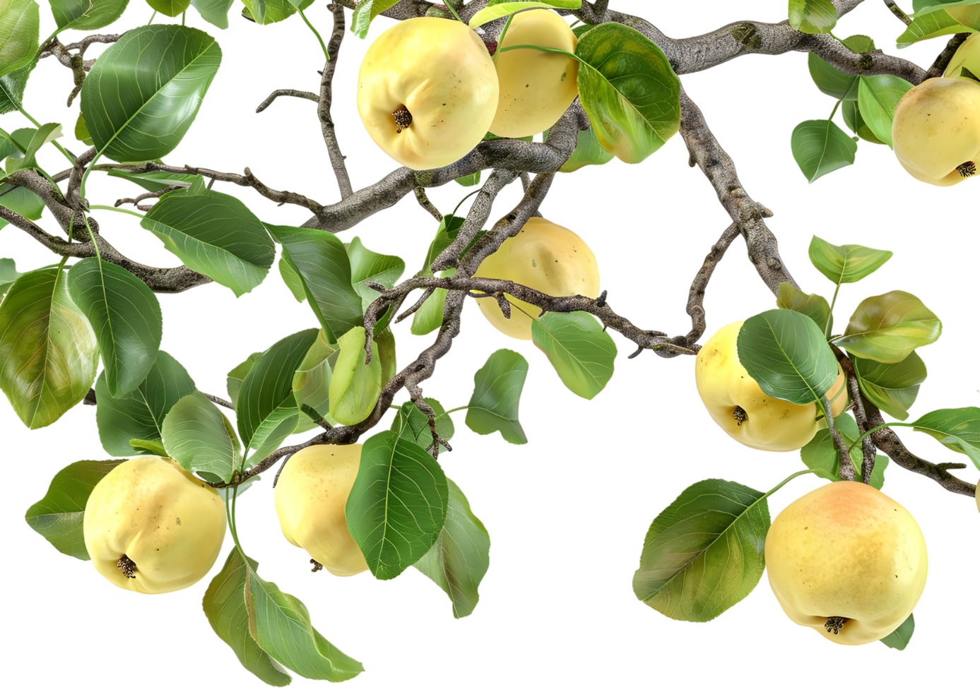Yellow apples on a branch, depicting ripe fruit in a natural setting. Isolated on a transparent background png