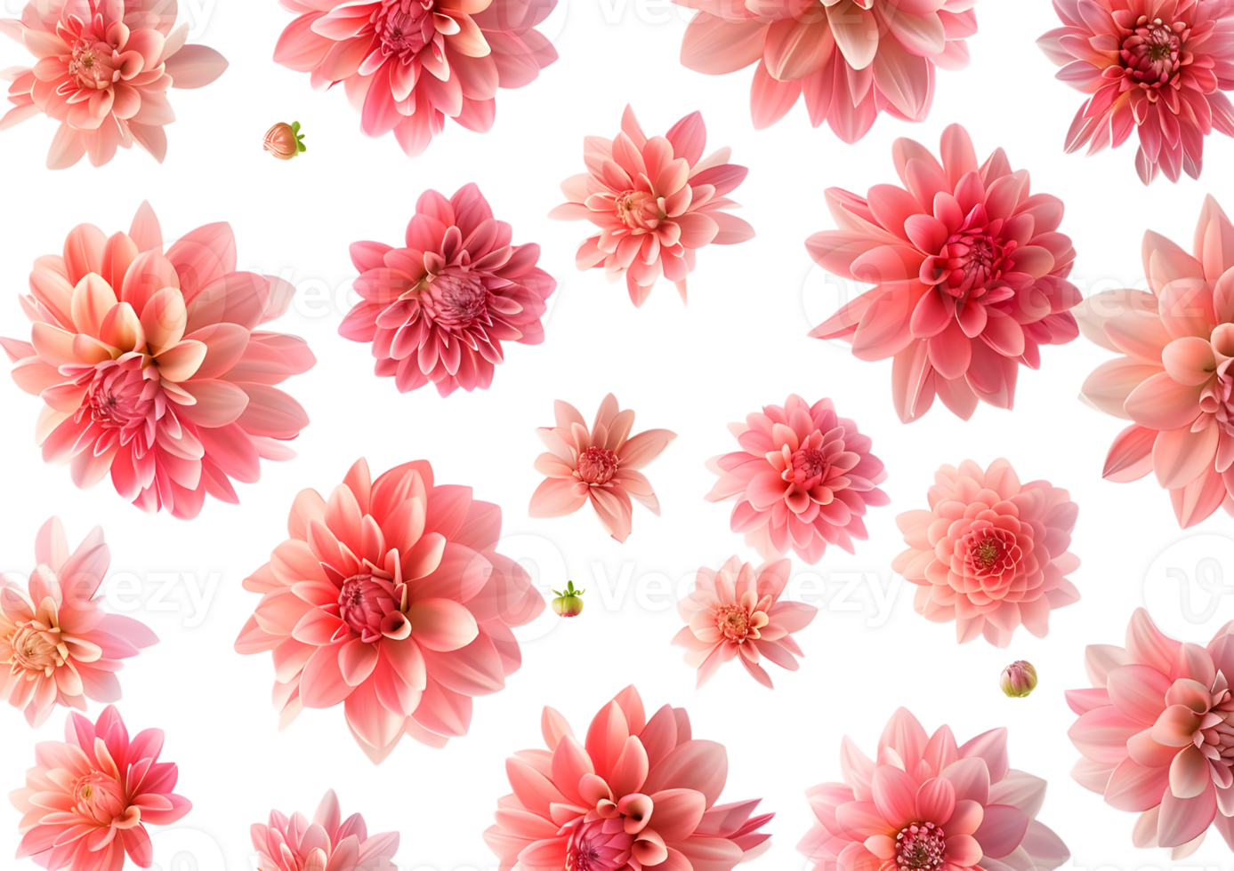 Pink chrysanthemums in full bloom, creating a vibrant floral display. Isolated on a transparent background png