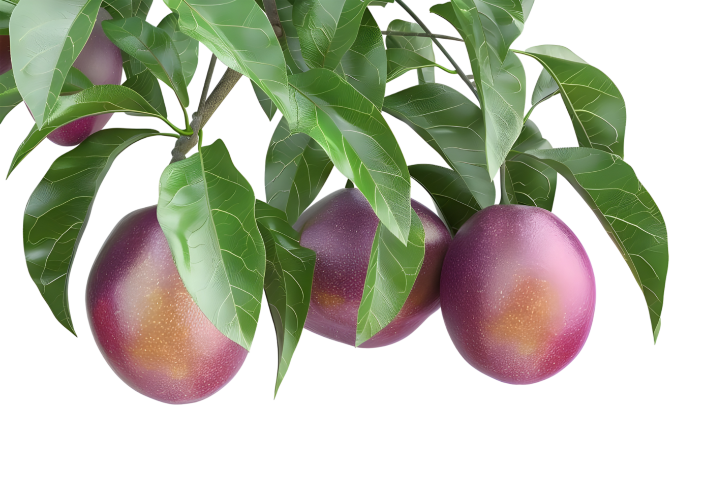 Tree branch with ripe purple plums, showcasing the richness of harvest. Isolated on a transparent background png