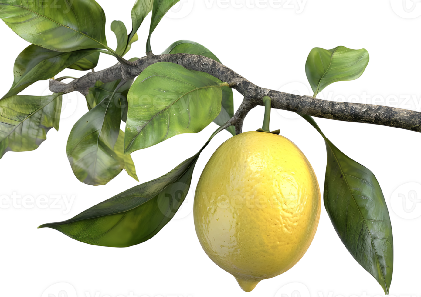 Yellow lemon hanging on a branch, representing fresh citrus fruit. Isolated on a transparent background png