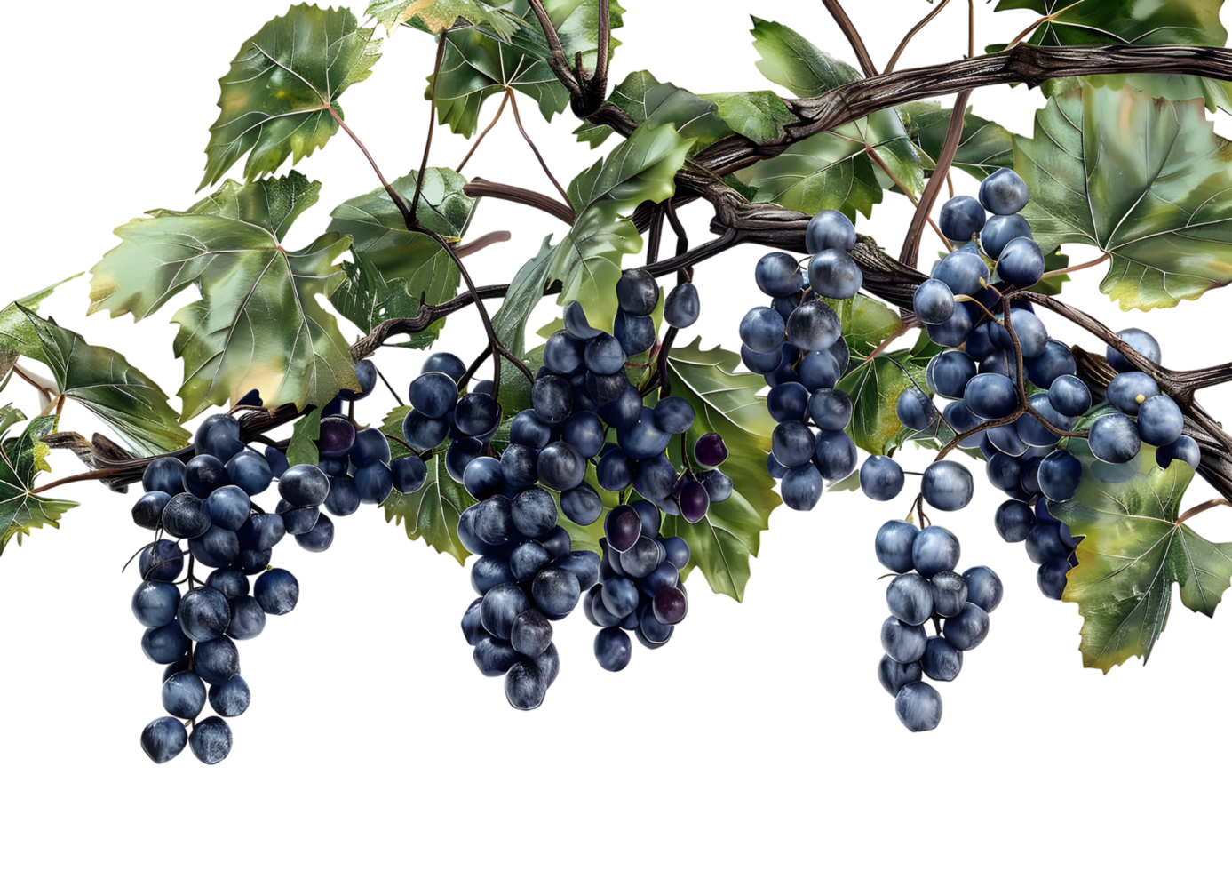 Bunches of purple grapes hanging from a vine, showcasing the richness of harvest. Isolated on a transparent background png