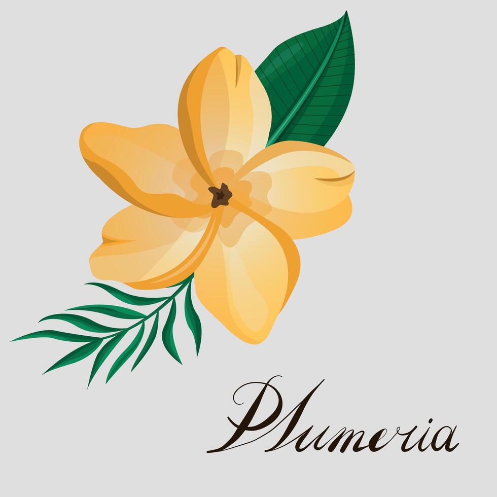 plumeria flower and leaves drawing illustration. for pattern, logo, template, banner, posters, invitation and greeting card design. vector