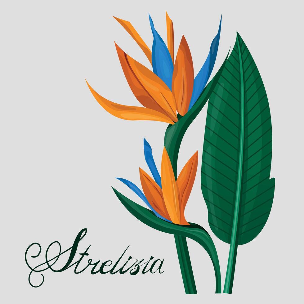 Tropical flora or plants. Flower blossom. Bird pf paradise or strelizia flower. illustration. vector