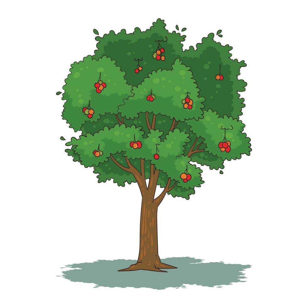 rambutan trees bear fruit vector