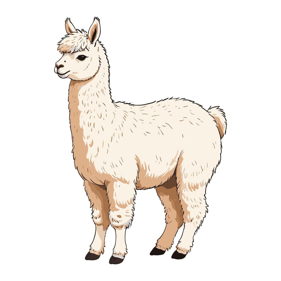 Hand Drawn Llama Illustration vector