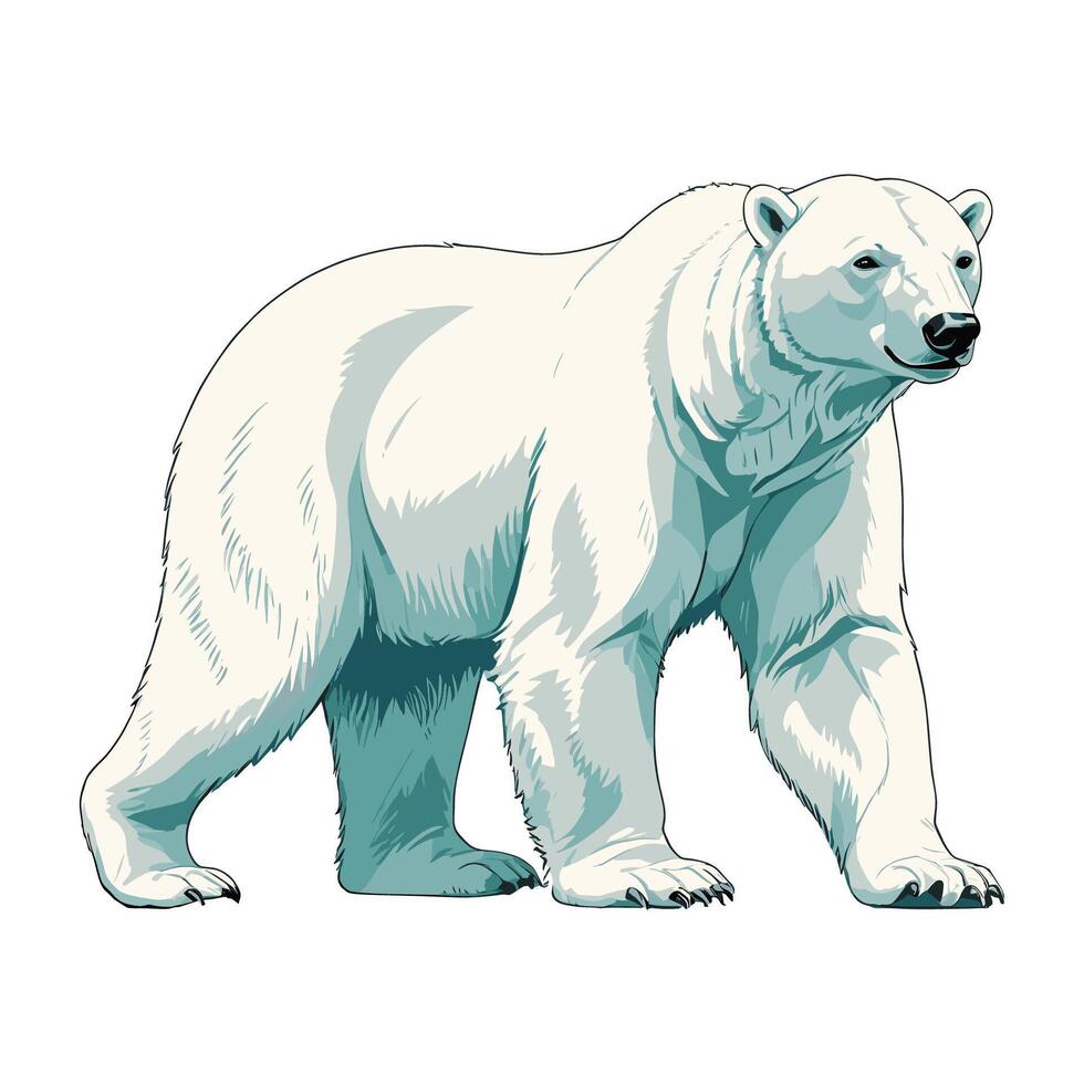 and Drawn Polar Bear Illustration vector