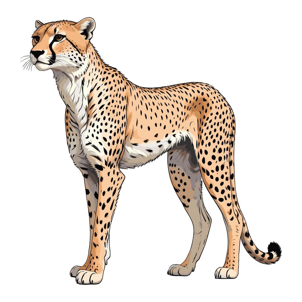 Cheetah in Hand Drawn Illustration vector