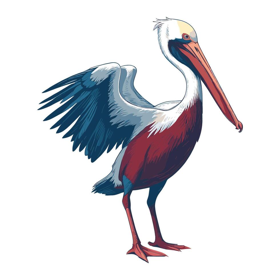 Pelican Vintage Illustration vector