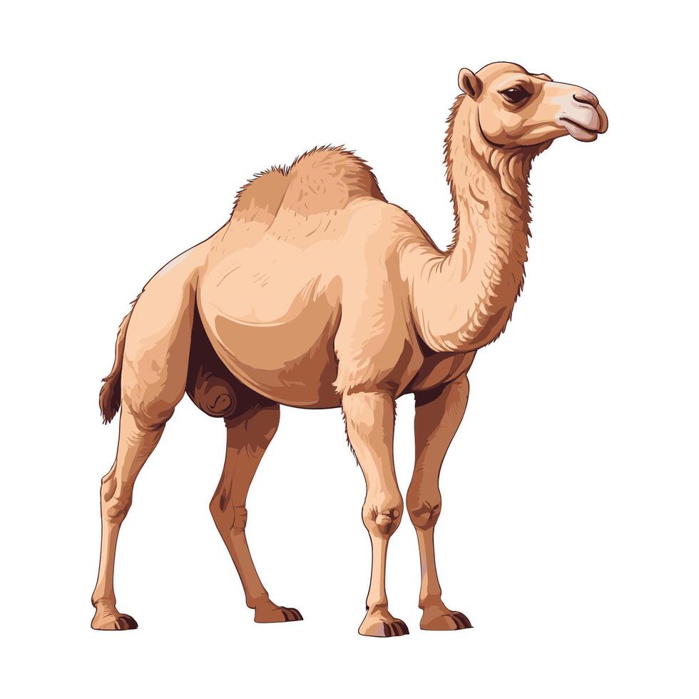 Camel Illustration in Detailed Style vector