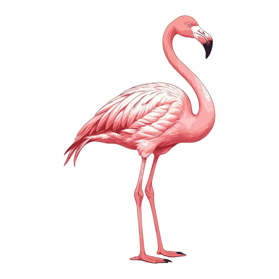 Hand Drawn Flamingo Illustration vector