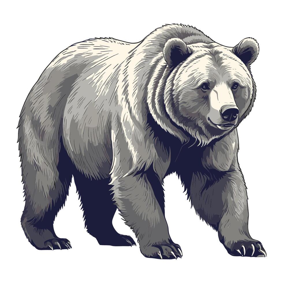 Hand Drawn Bear Engraved Illustration vector