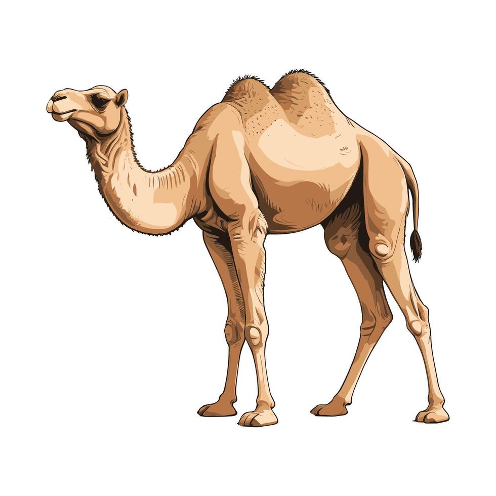 Dromedary Camel Illustration vector