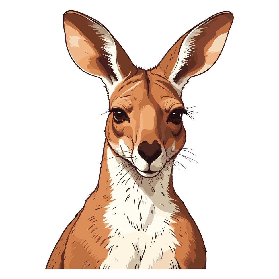 Hand Drawn Kangaroo Hand Drawn Kangaroo Illustration vector