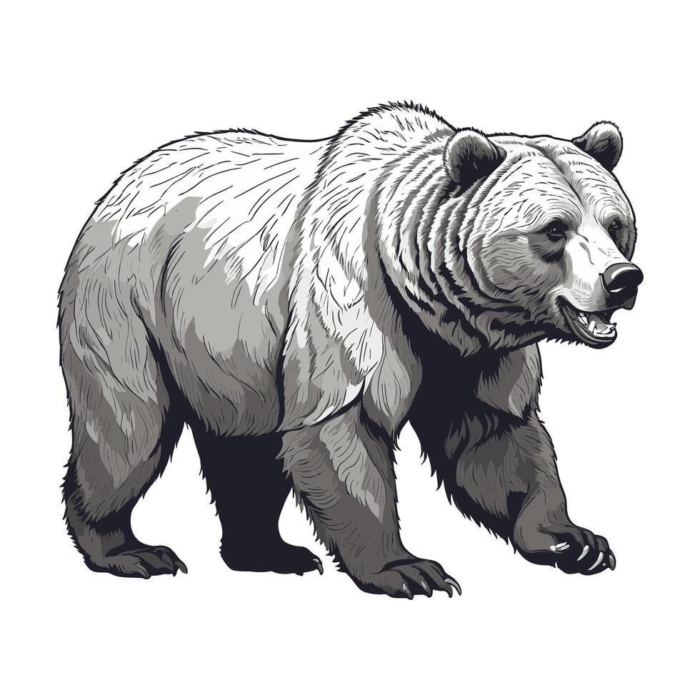 Bear Walking Engraved Illustration vector