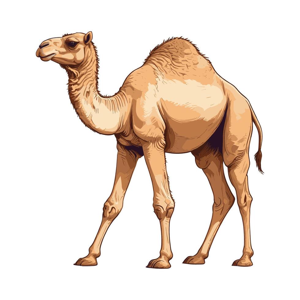 Dromedary Camel Illustration in Detailed Style vector