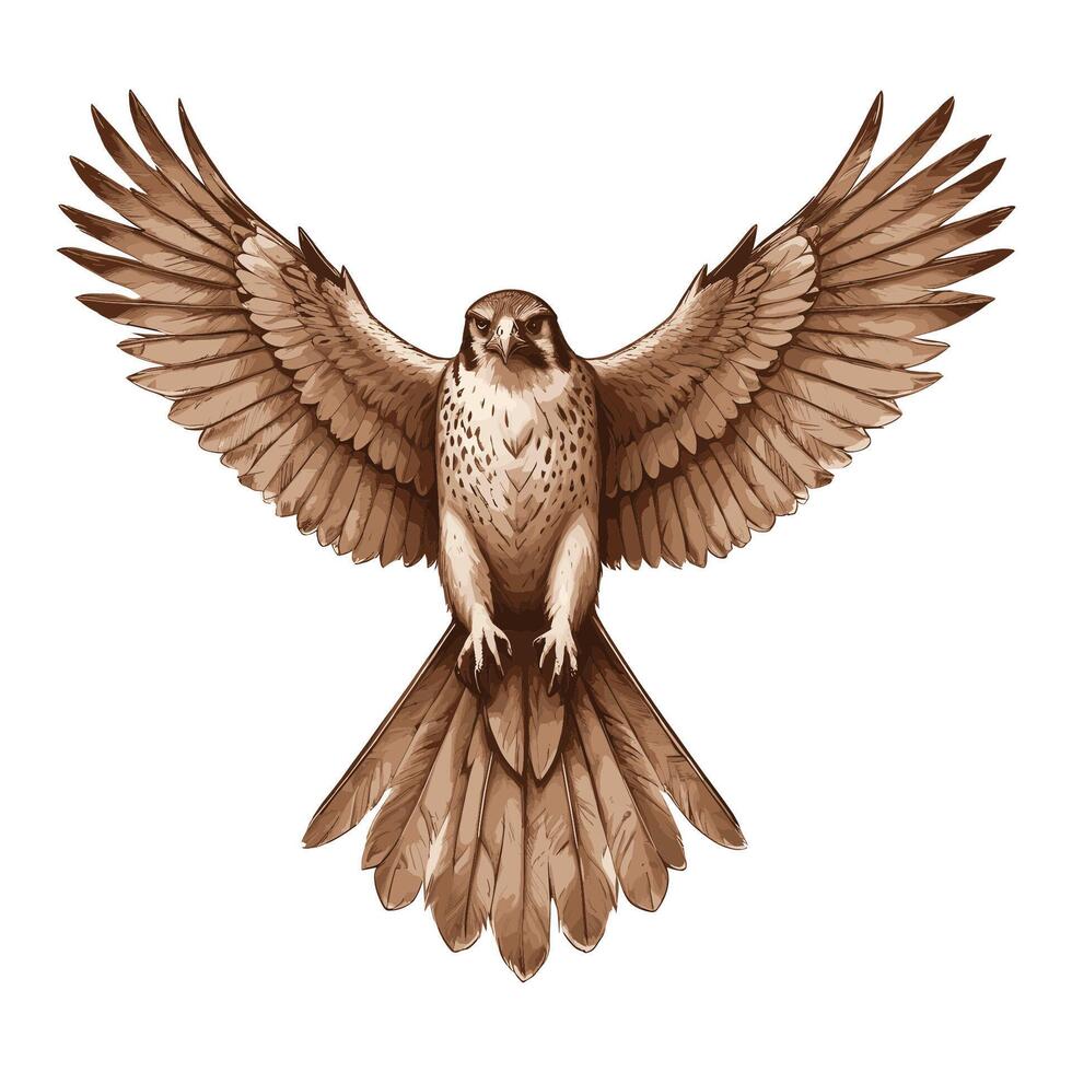 Illustration of a Flying Falcon Eagle vector