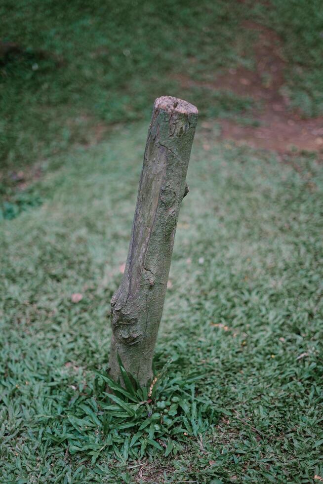 A tree trunk lies on the ground after being cut, showcasing the raw textures and rings of the wood photo