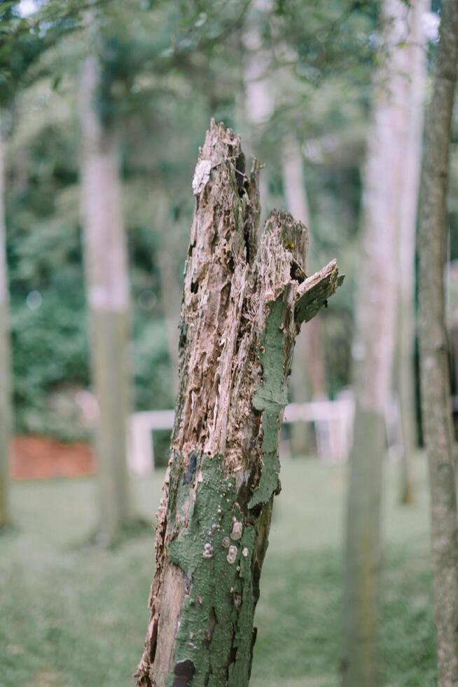 A tree trunk lies on the ground after being cut, showcasing the raw textures and rings of the wood photo