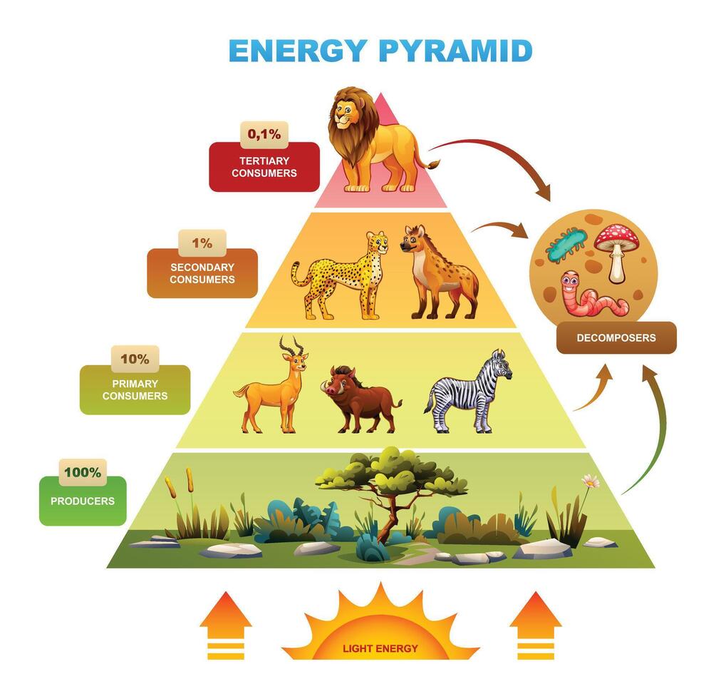 Energy pyramid demonstrating energy distribution with lion, hyena