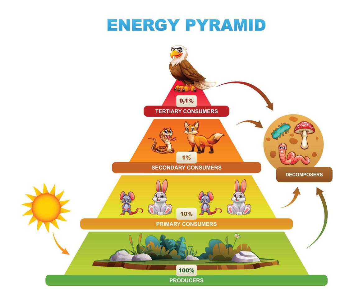 Energy pyramid showing energy transfer among trophic levels, producers, consumers, decomposers. Cartoon illustration vector