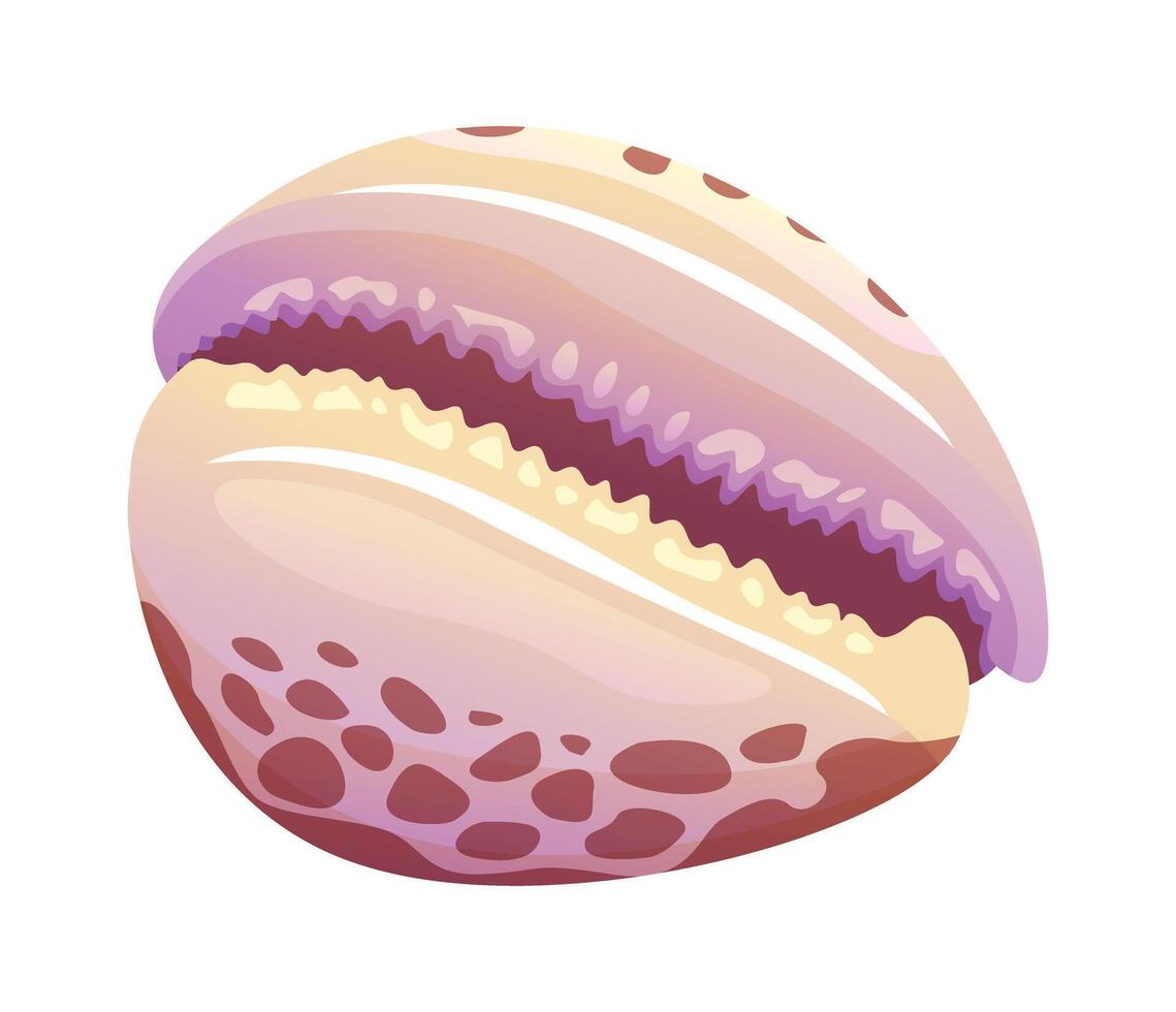 Cowrie seashell cartoon illustration isolated on white background vector