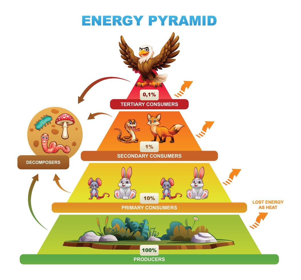 Energy pyramid demonstrating energy distribution across trophic levels, producers, decomposers. Cartoon illustration vector