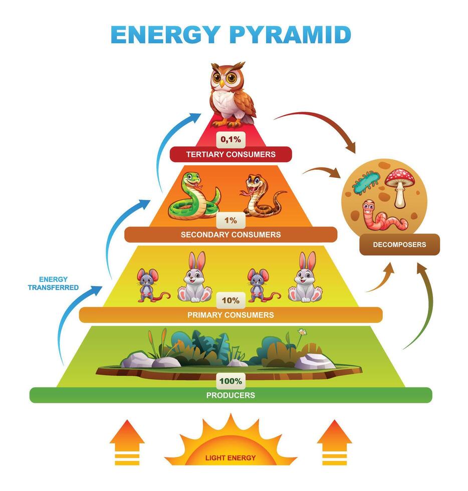 Energy pyramid illustrating the flow of energy through an ecosystem, featuring various consumers and producers. Cartoon illustration vector