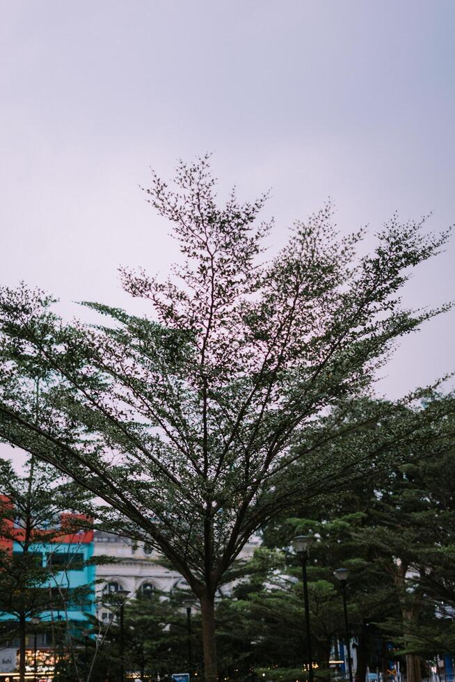 A tree stands tall in a city park, offering a touch of nature and tranquility amidst the urban landscape photo