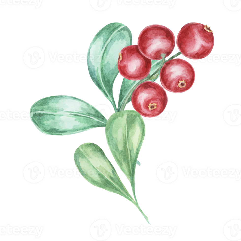 Cranberry, cowberry, lingonberry branch in watercolor. Red forest Nordic berry clipart. Autumn harvest, medicinal plant botanical illustration for labels, menu, tea, food supplements, Thanksgiving png