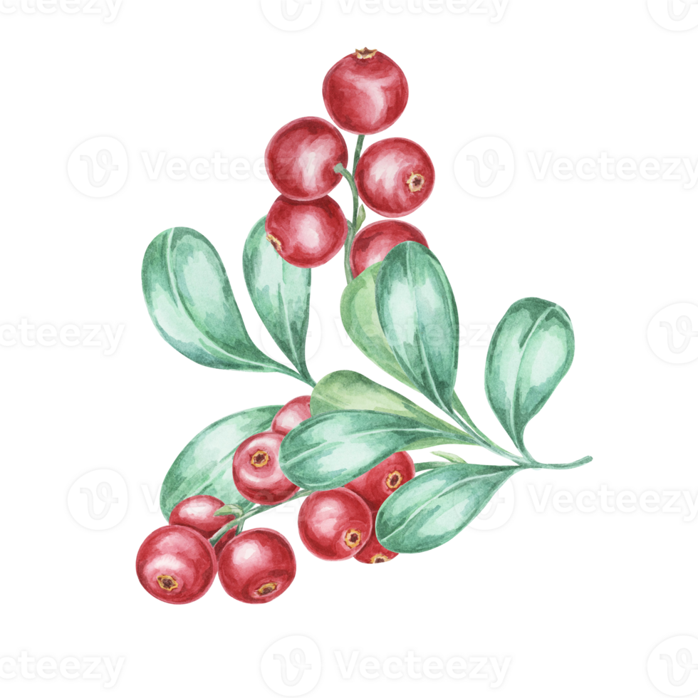 Cranberry, cowberry, lingonberry branch in watercolor. Red forest Nordic berry clipart. Autumn harvest, medicinal plant botanical illustration for labels, menu, tea, food supplements, Thanksgiving png
