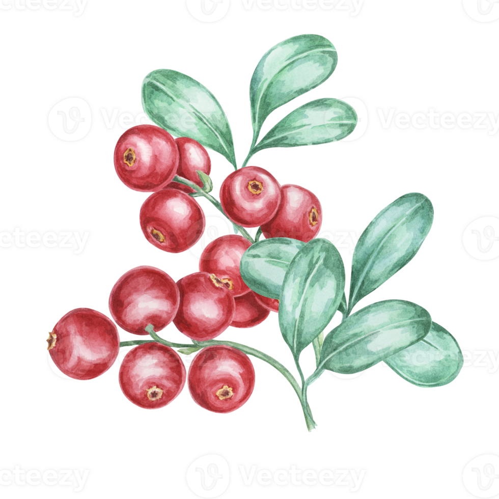 Cowberry watercolor illustration of cranberry, or lingonberry branch. Nordic forest red berry clipart for autumn harvest, medicinal plant labels, menus, teas, supplements, and Thanksgiving decoration. png