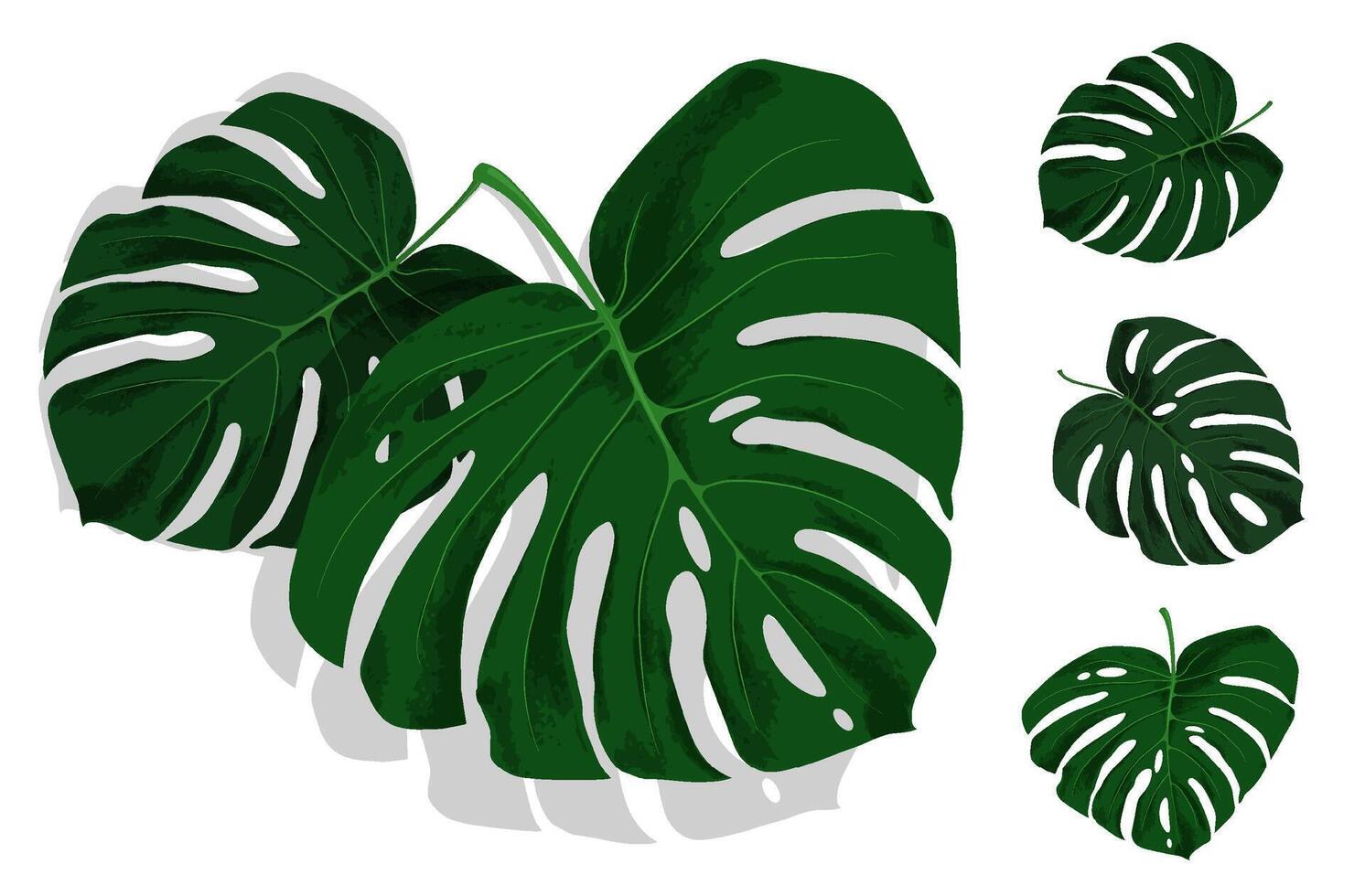 Set of green leaves of tropical plant Monstera. Leaves of rainforest plants. Realistic isolated on white background vector
