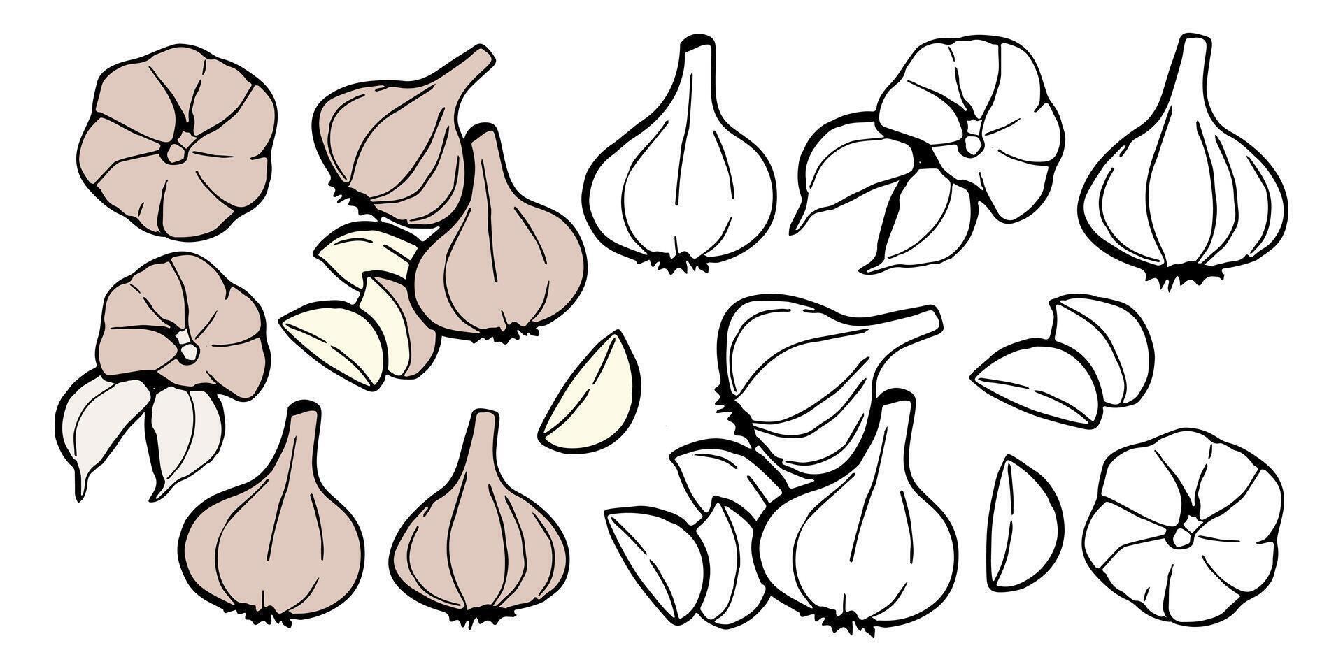 Garlic set, whole and cloves of garlic. Collection of vegetable designer elements for packaging health food and recipe book vector